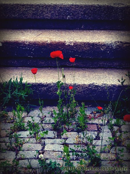 Mohn mit Lomo-Effekt