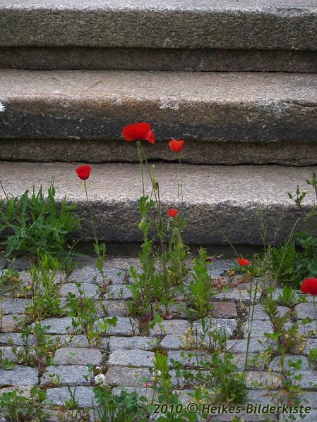 Mohn, im Stra&szlig;enpflaster